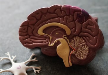 Models of a human brain and a neuron